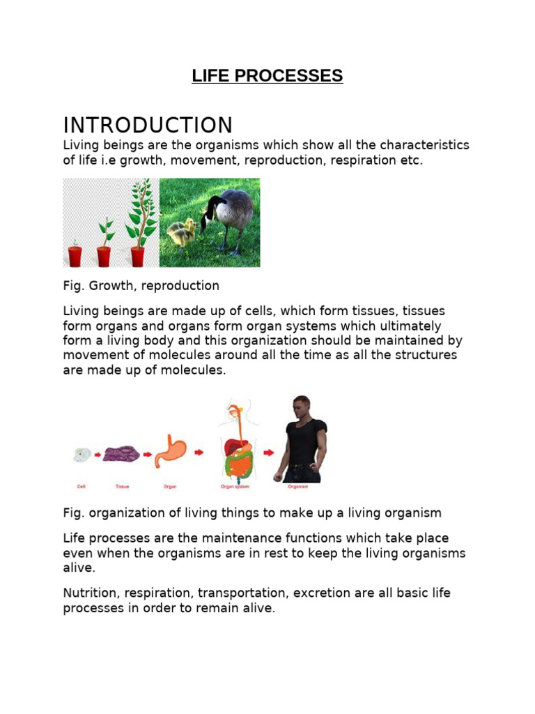 LIFE PROCESSES Very Important Question | PDF