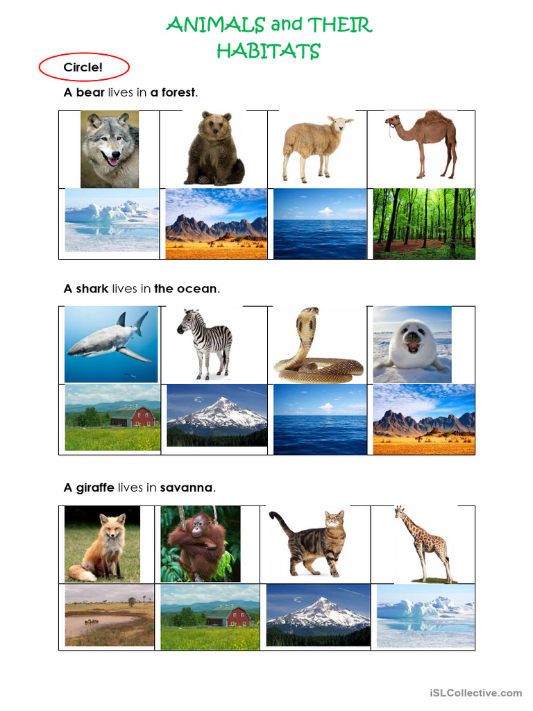 Animals and their habitats pdf