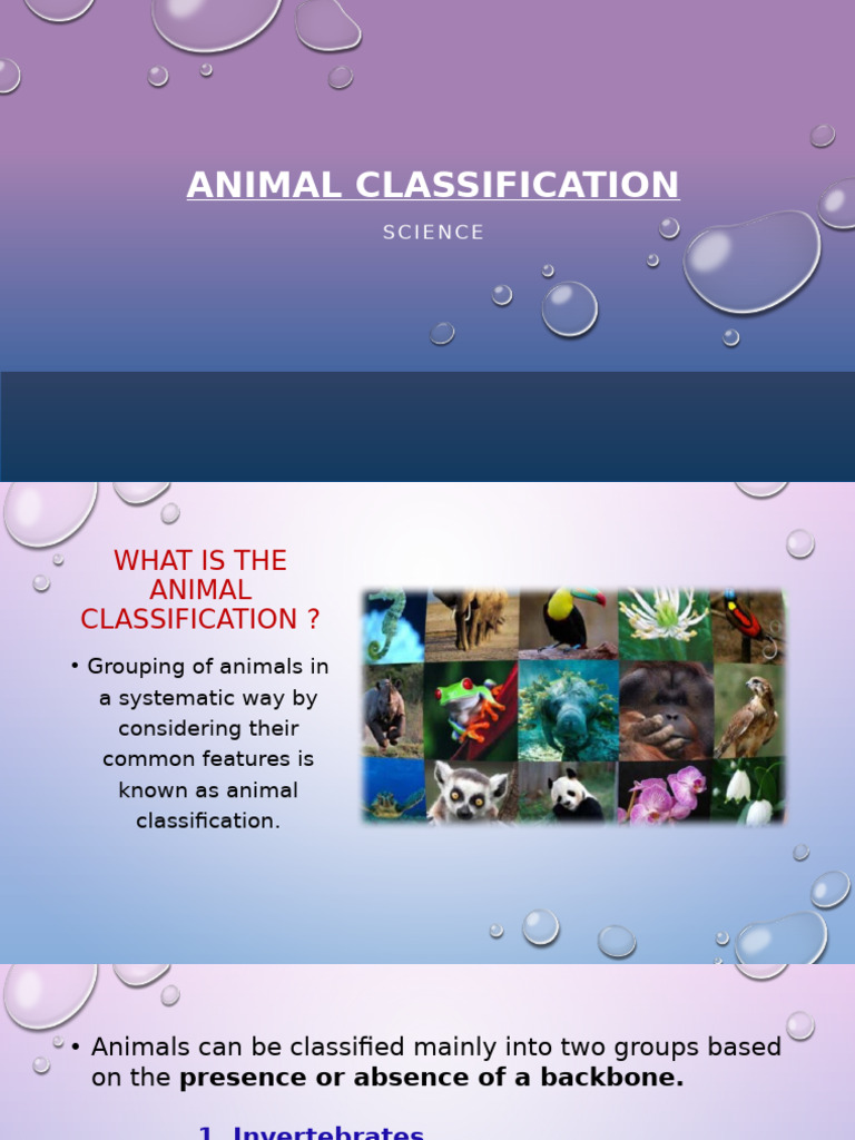 Animal Classification | PDF