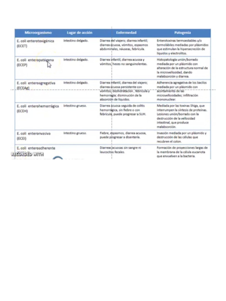 Cuadro enterobacterias pdf