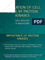 Regulation of Cell Cycle by Protein Kinases