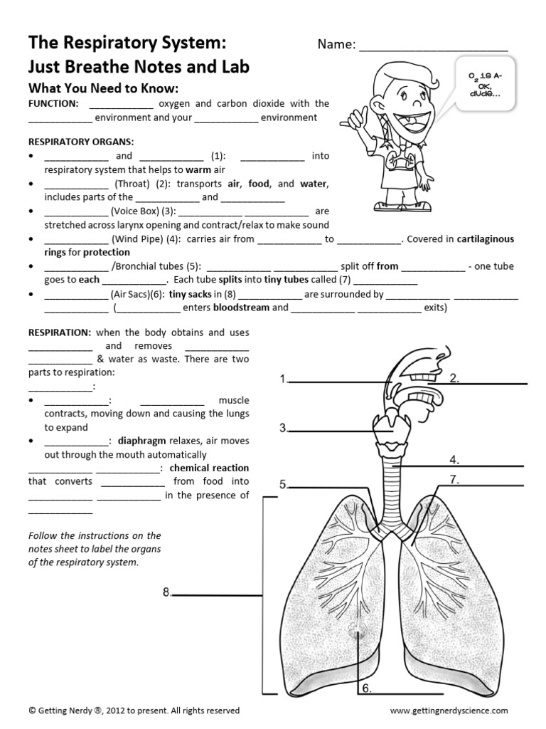 8 respiratory system notes pdf