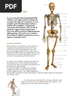 SCHELETRO