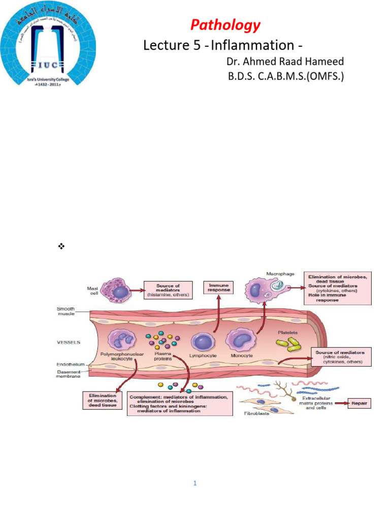 Pathology: Lecture 5 - Inflammation | PDF