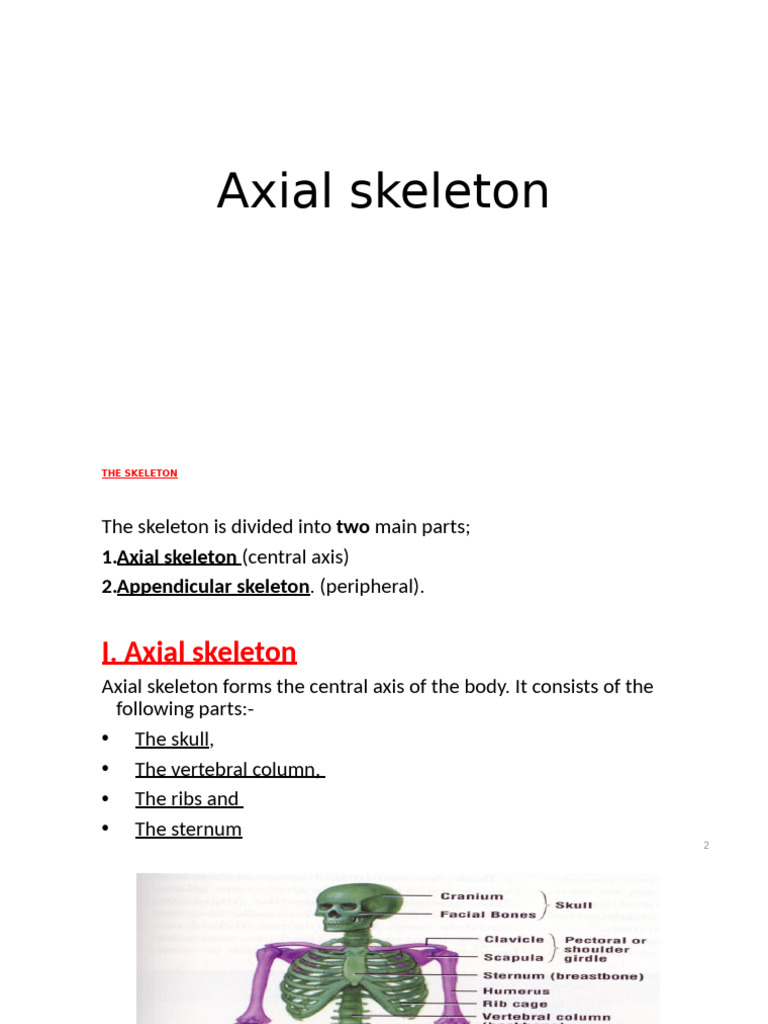 Axial Skeleton | PDF