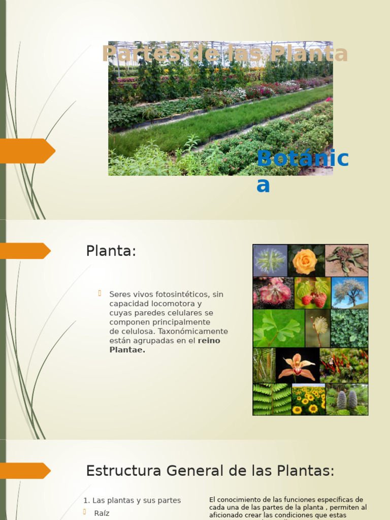 CLASE 1 Partes de Las Plantas | PDF | Hoja | Tallo de la planta