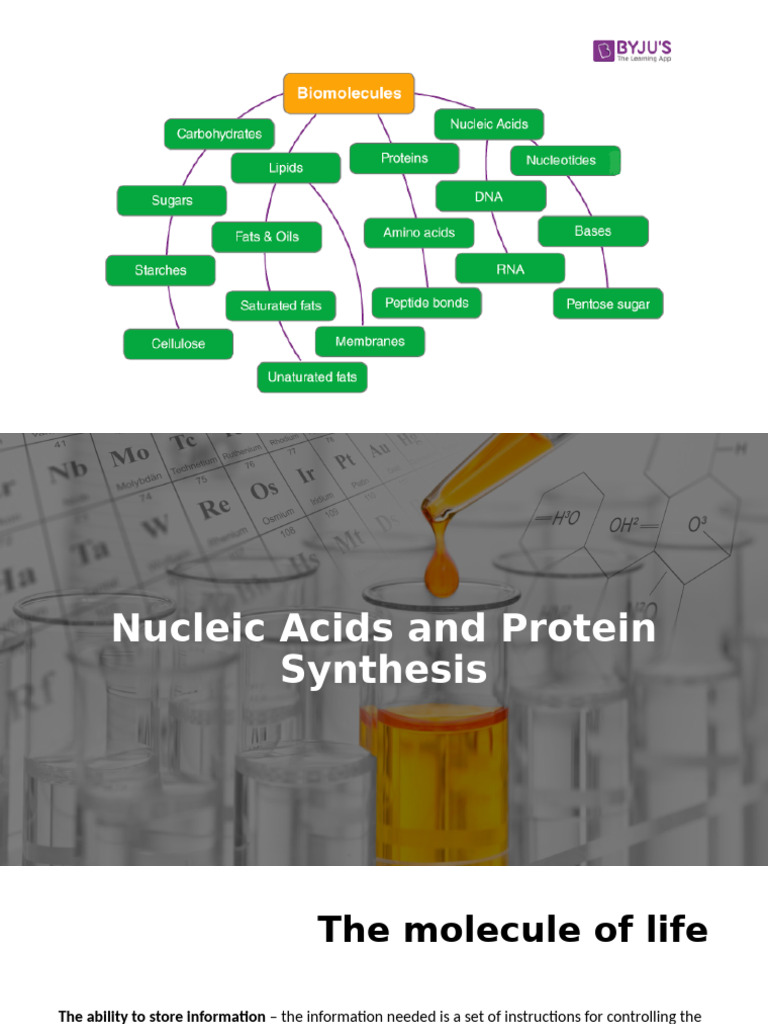 Nucleic Acids and Protein Synthesis | PDF