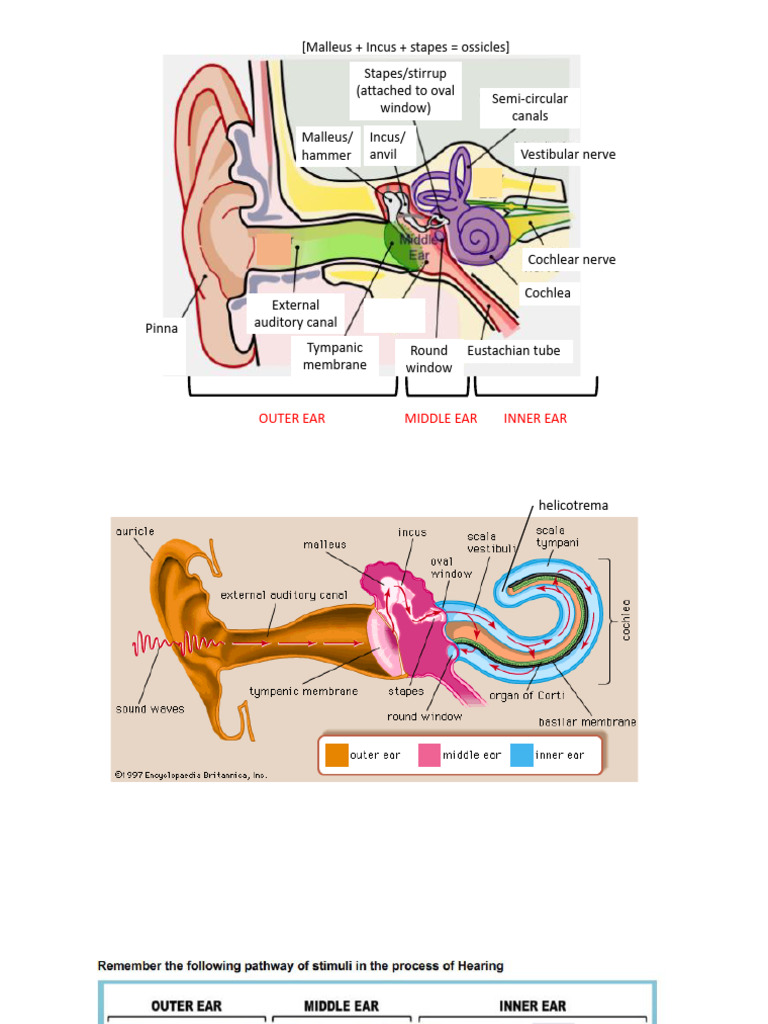 Anatomy and Function of the Ear | PDF | Ear | Hearing Loss