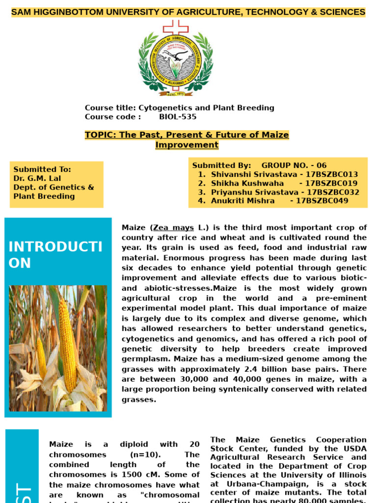 Genetic Improvements in Maize | PDF