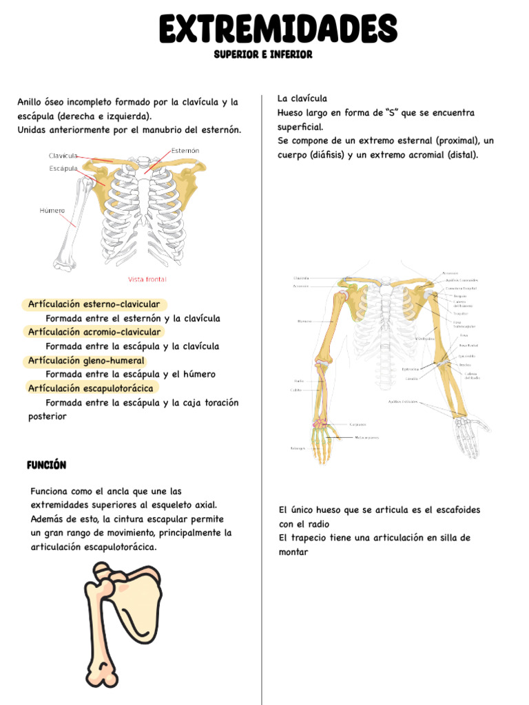 Anatomía de Extremidades Superiores e Inferiores | PDF | Mano | Ciencia ...