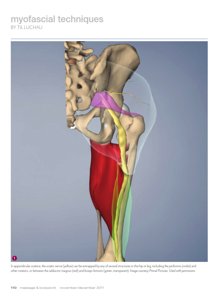 Myofascial Techniques for Sciatica | PDF | Musculoskeletal System ...
