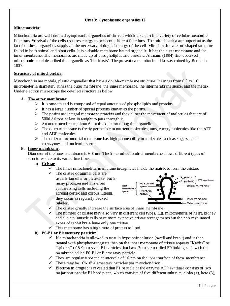 Mitochondria | PDF | Mitochondrion | Mitochondrial Dna
