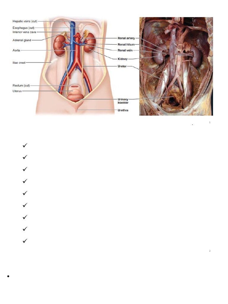 Anatomy of the Urinary System Explained | PDF | Kidney | Urinary System