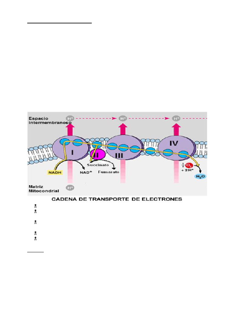 2 Cadena Transportadora de Electrones y Fosforilación Oxidativa | PDF