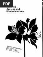 Growing Azaleas and Rhododendrons
