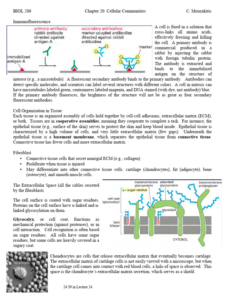 286 - Chapter 20 Outline | PDF | Extracellular Matrix | Integrin