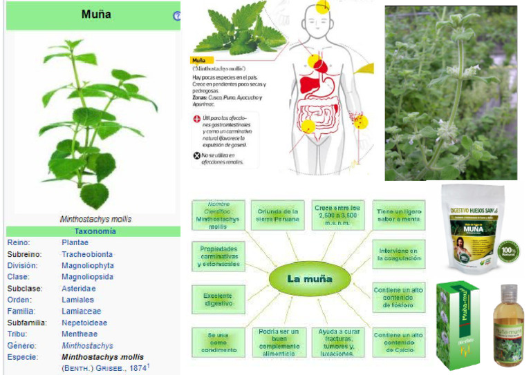 Muña | PDF