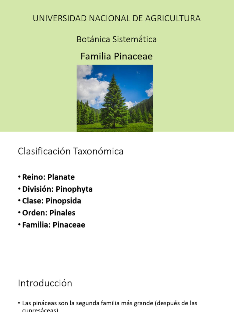Pinaceae Crupressaceae | PDF