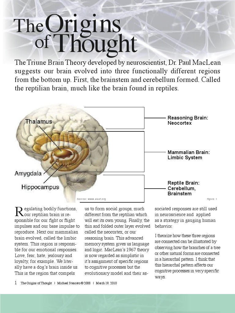 Origins of Thought 03 150dpi | PDF | Cognitive Science | Neuroscience