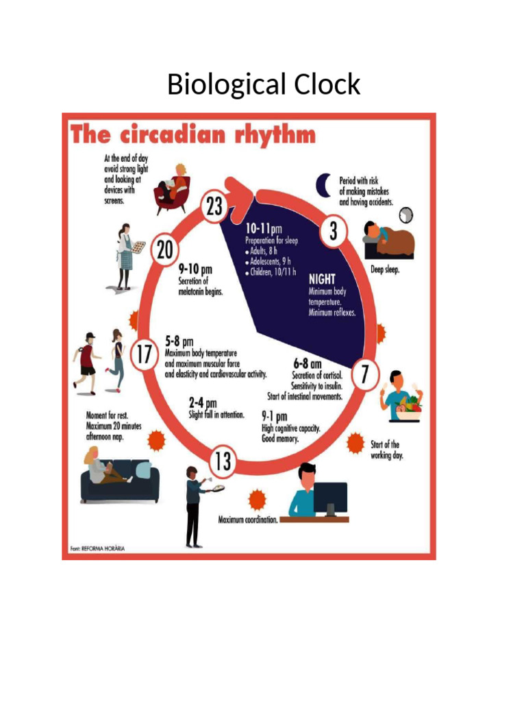 Biological Clock | PDF