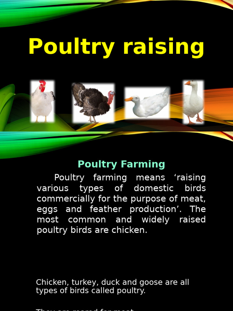 Grp.1 - Poultry Raising | PDF