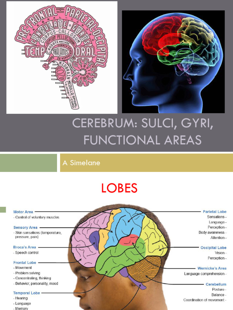 Cerebrum - Functional Areas 2024 | PDF
