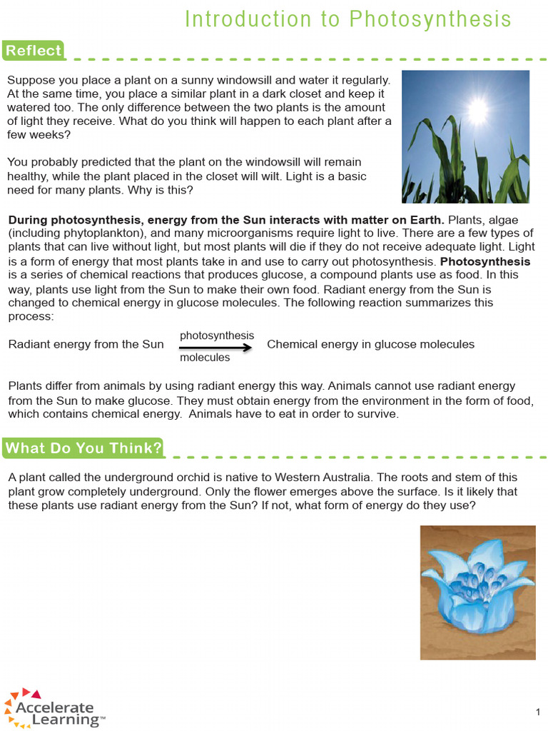 Photosynthesis: Process and Importance | PDF | Photosynthesis | Wellness