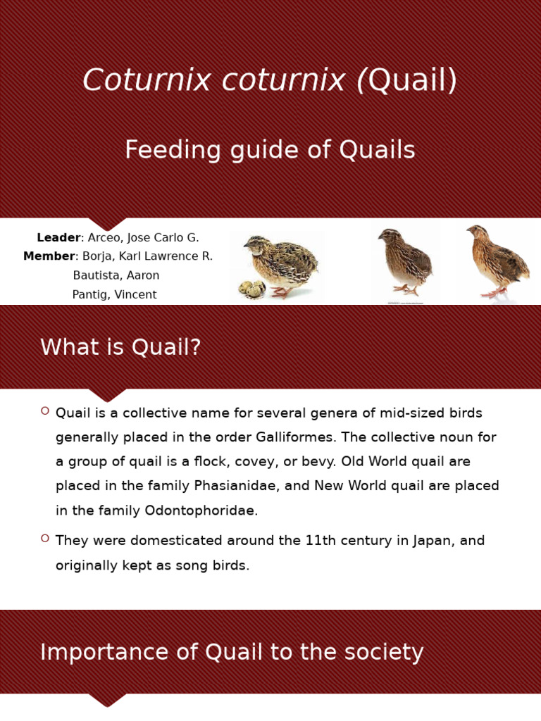 Thumbnail for Quail Feeding Requirements For Optimum Growth Rate