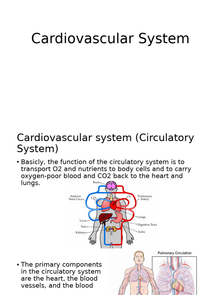 26 - Cardiovascular System | PDF