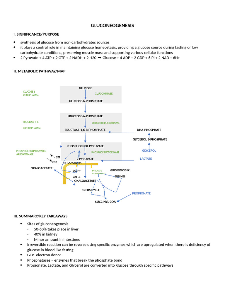 3 Gluconeogenesis Pdf