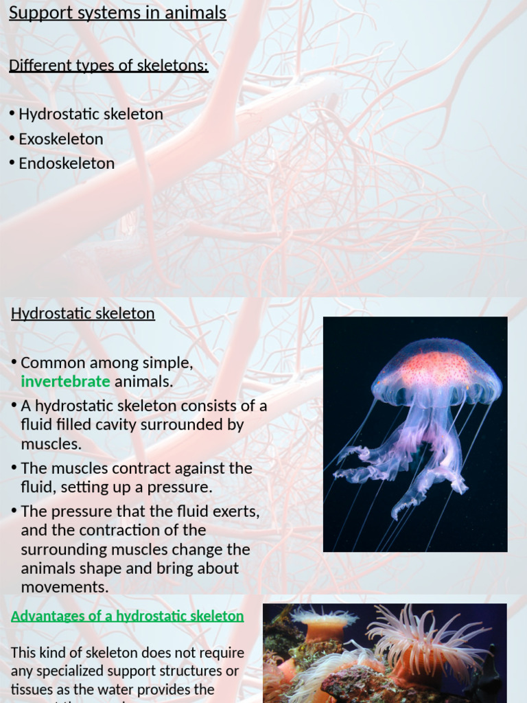 Support Systems in Animals (Human Skeleton) | PDF
