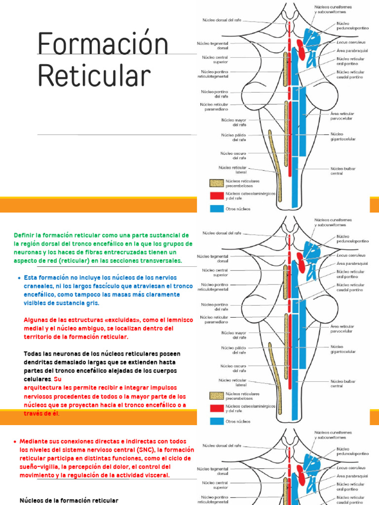 Formación Reticular - PPTX - 20231122 - 072025 - 0000 | PDF