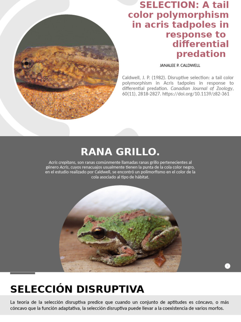 Disruptive Selection | PDF