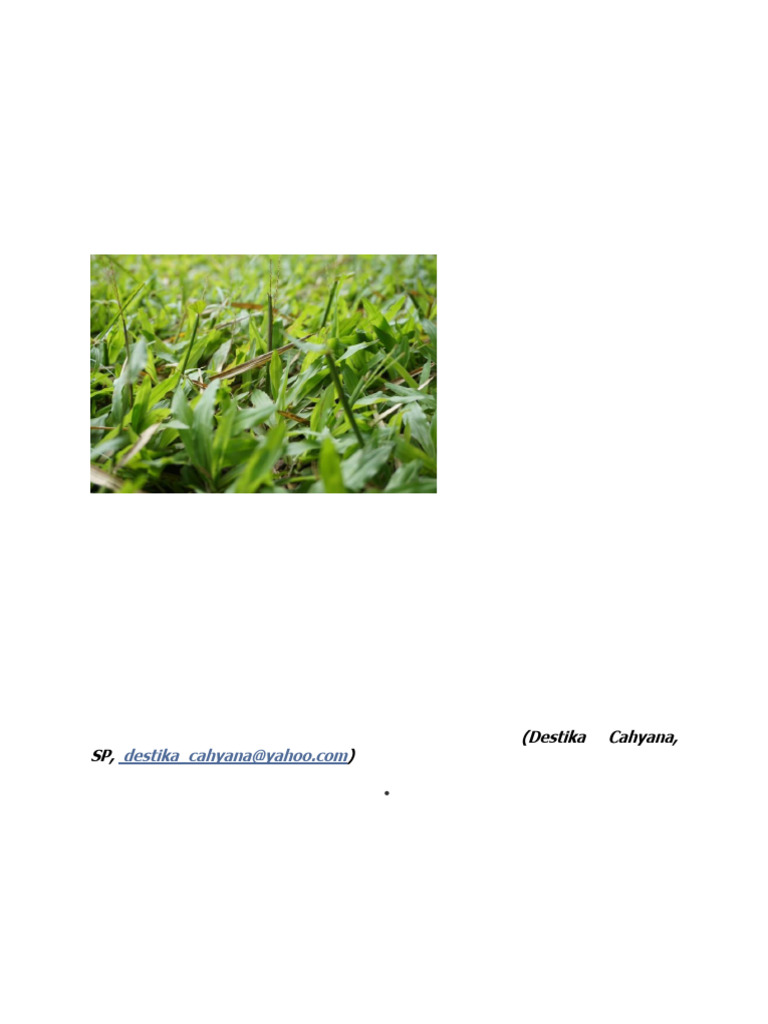 Rumput Kumpai | PDF