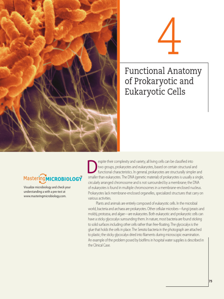 Functional Anatomy of Prokaryotic & Eukaryotic Cells | PDF