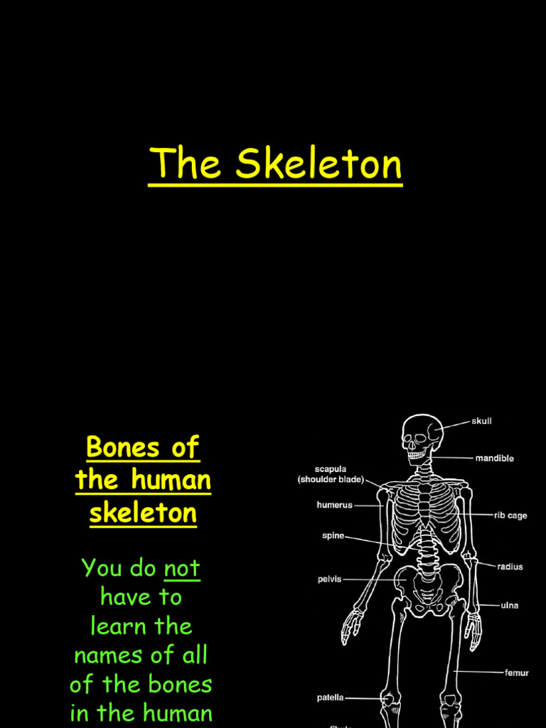 Skeleton and Bones | PDF