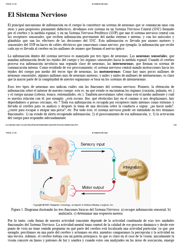 El Sistema Nervioso Pdf