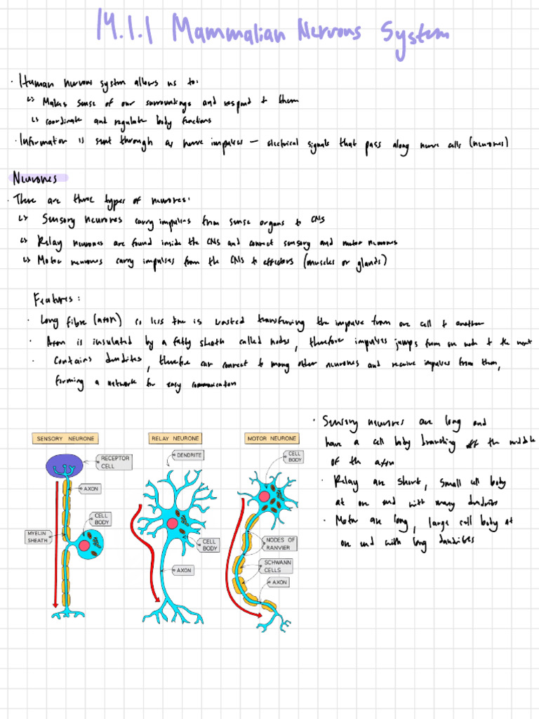 Biology Igcse CH14 Notes | PDF