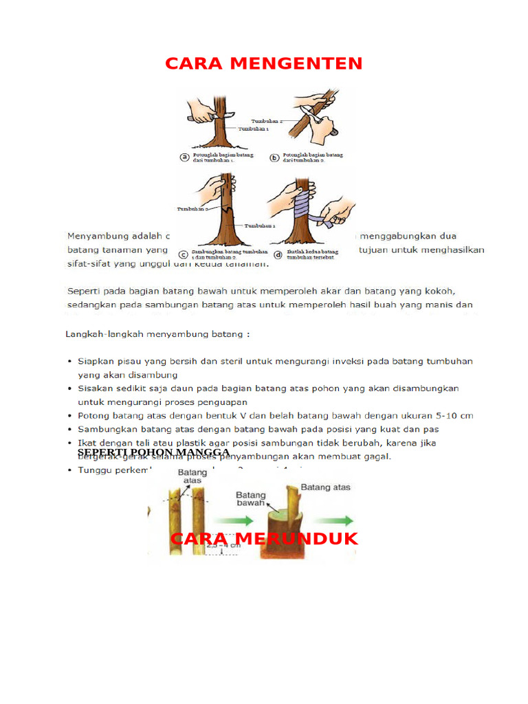 5 Cara Vegetatif Buatan | PDF