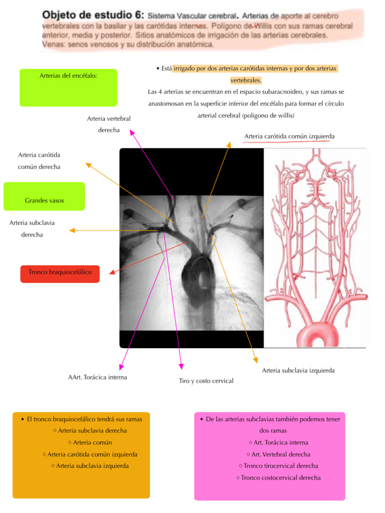 Sistema Vascular Central | PDF