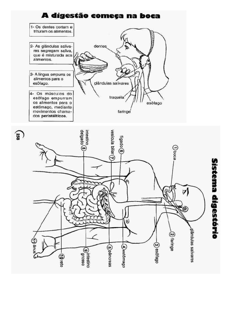Atividade ciencias edvaldo pdf