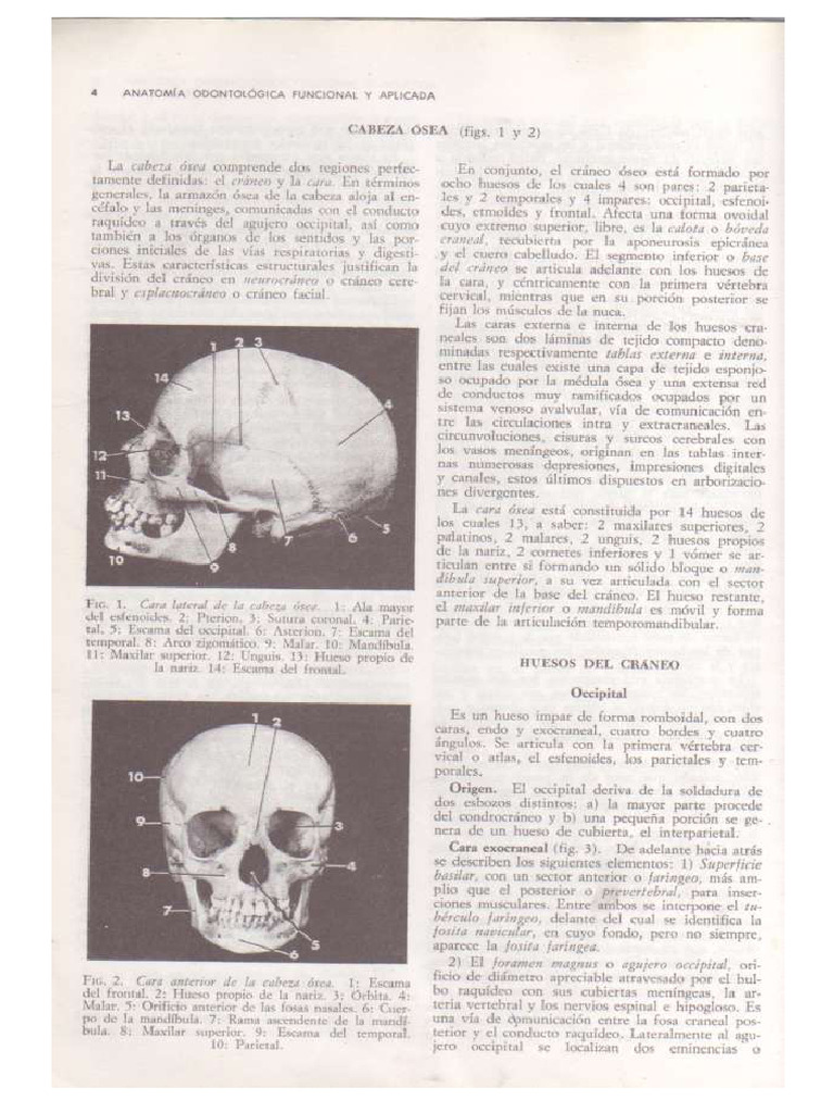 Huesos Del Craneo Y Huesos De La Cara Pdf