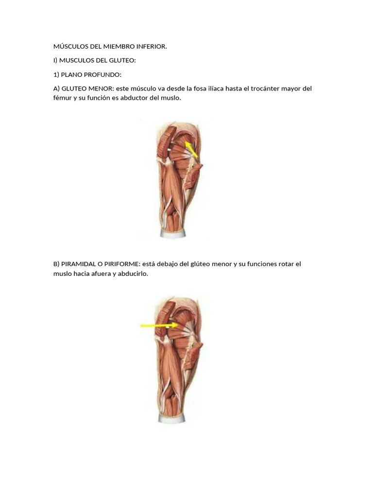 Musculos Inferios | PDF