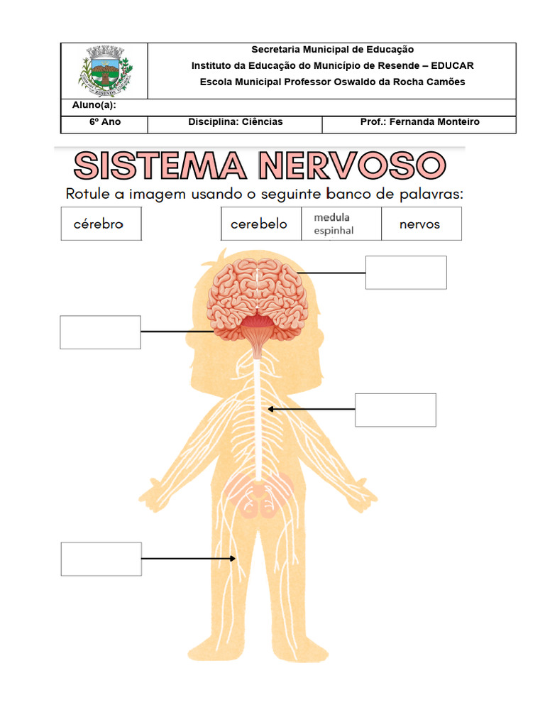 Atividade Sistema Nervoso 6º Ano | PDF