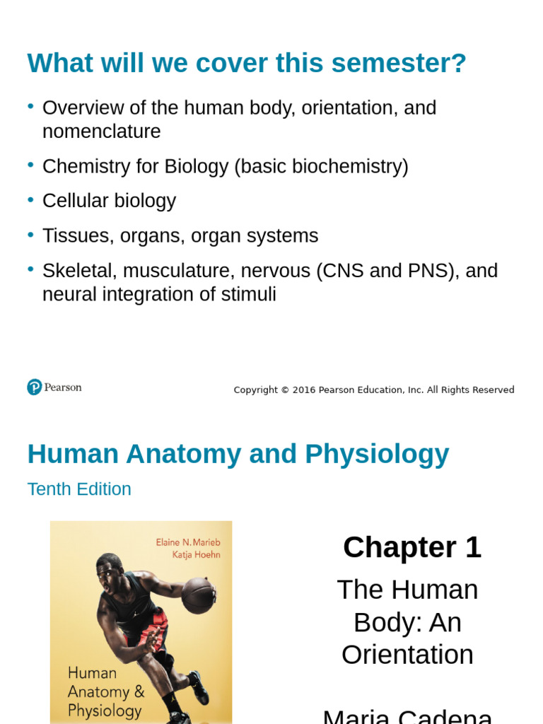 Chapter 1 Lecture Notes-MC A&p | PDF
