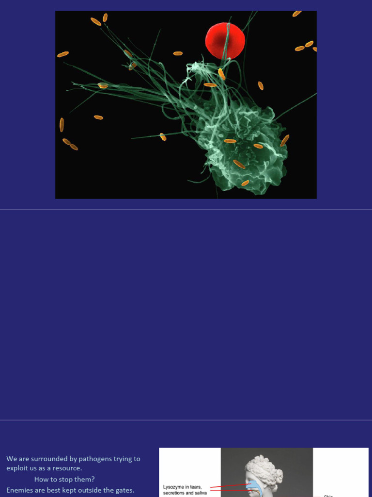 Innate Immunity | PDF