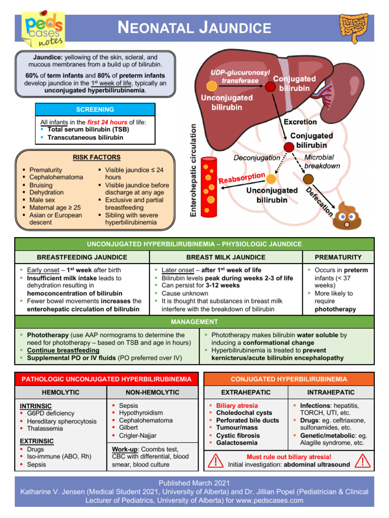 Neonatal Jaundice Notes | PDF