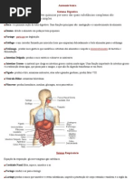 Anatomia básica_ resumida