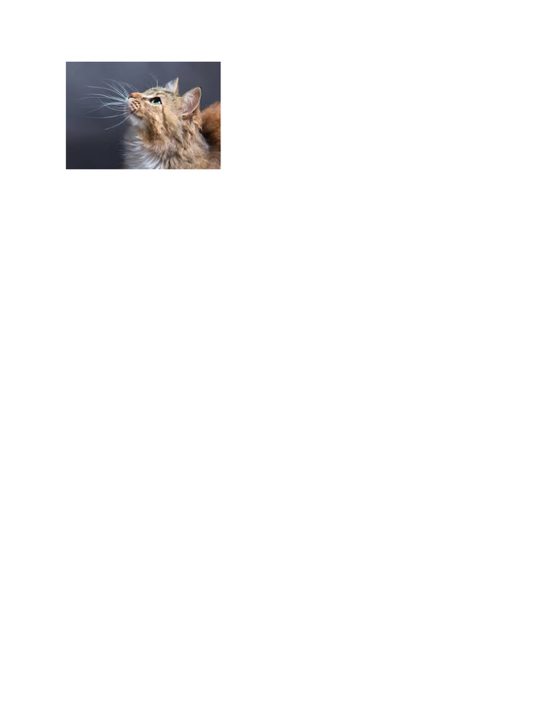 Cat | PDF