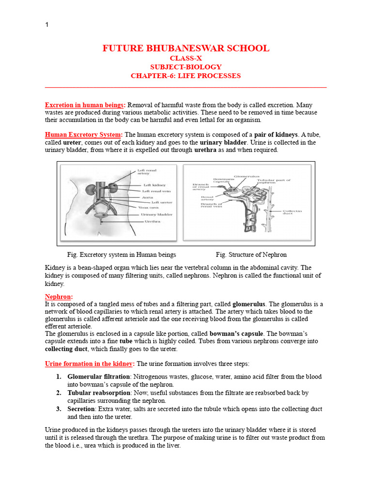 Excretion Pdf